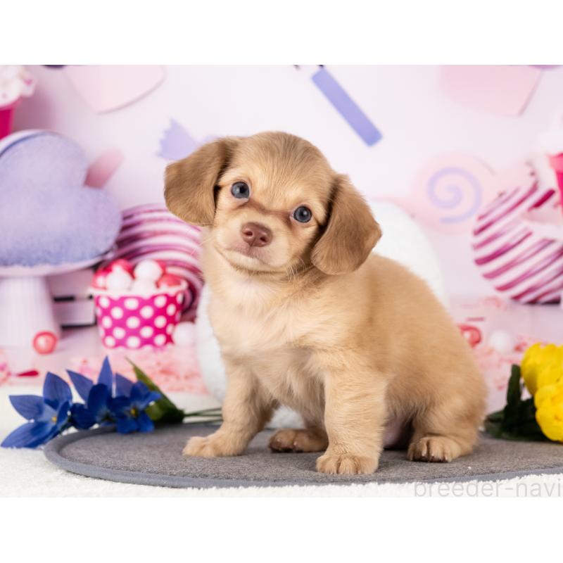 販売中の愛知県のチワックス:チワワ×ミニチュアダックスフンド-430308の5枚目