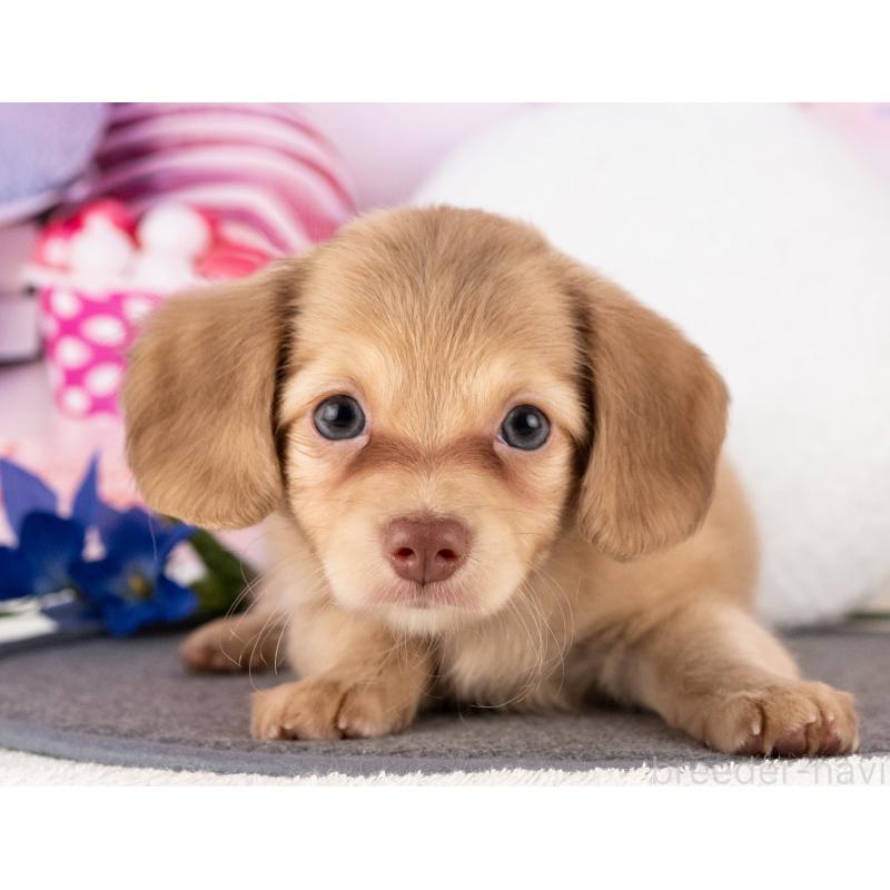 販売中の愛知県のチワックス:チワワ×ミニチュアダックスフンド-430308の4枚目