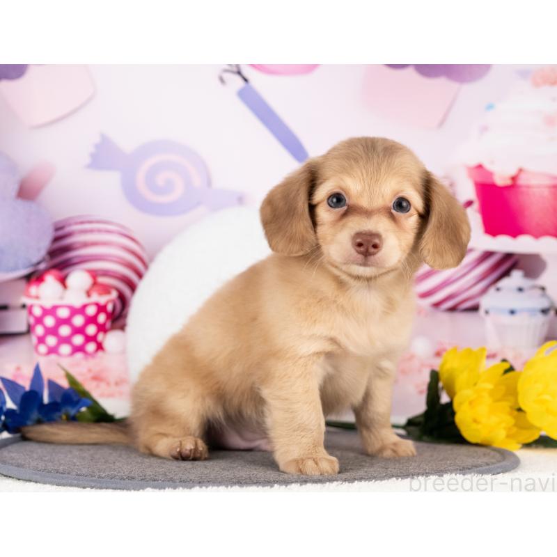 販売中の愛知県のチワックス:チワワ×ミニチュアダックスフンド-430308の3枚目