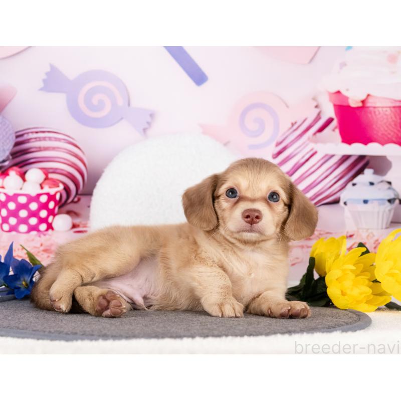 販売中の愛知県のチワックス:チワワ×ミニチュアダックスフンド-430308の2枚目