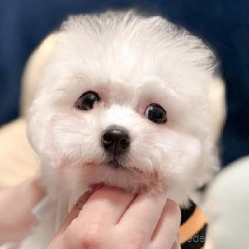 販売中の埼玉県のビションフリーゼ-421090