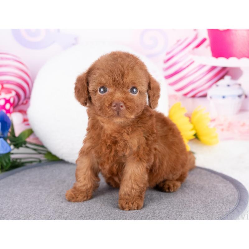 販売中の愛知県のトイプードル-430309の5枚目