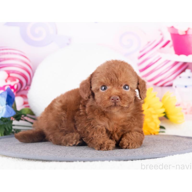 販売中の愛知県のトイプードル-430309の4枚目