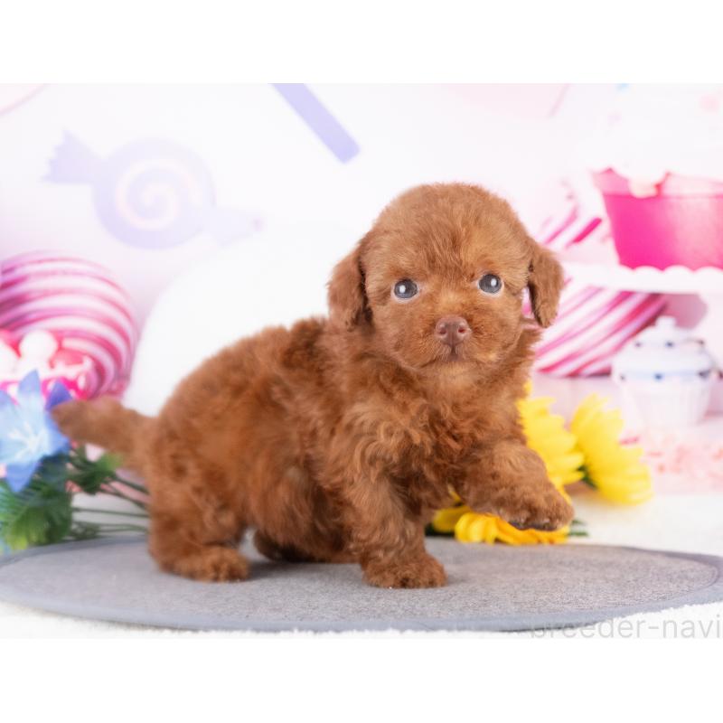 販売中の愛知県のトイプードル-430309の3枚目