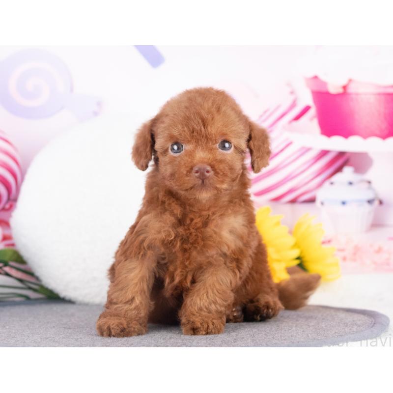 販売中の愛知県のトイプードル-430309の2枚目