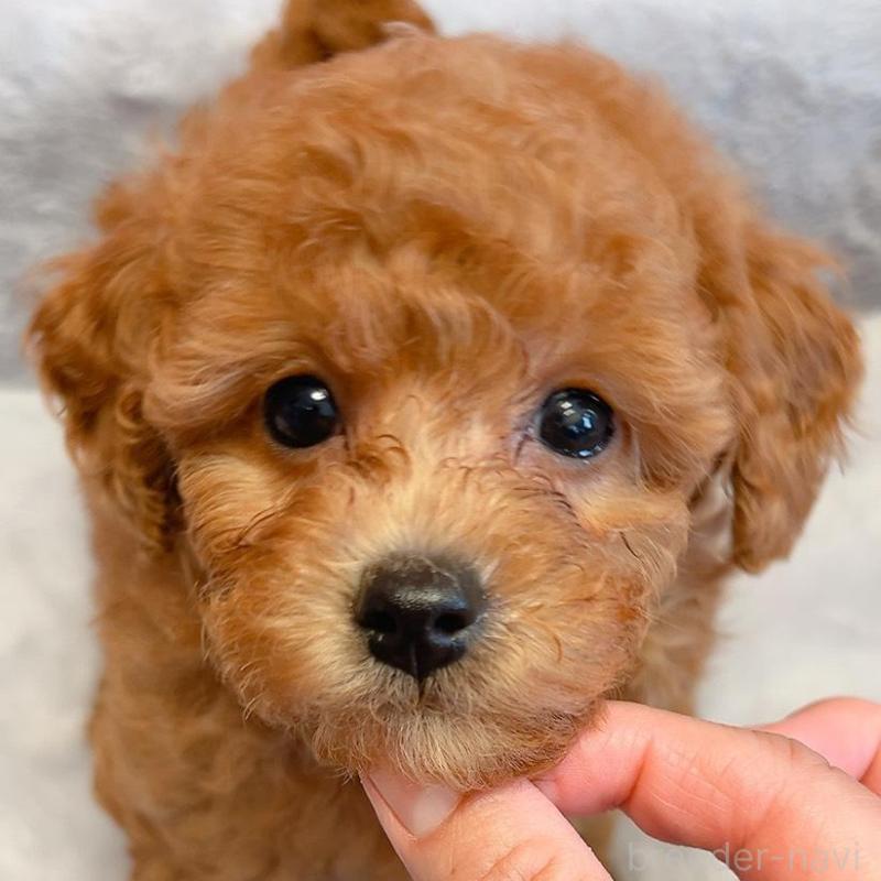 販売中の千葉県のトイプードル-430312の4枚目