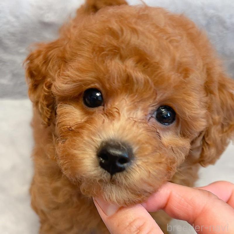 販売中の千葉県のトイプードル-430312