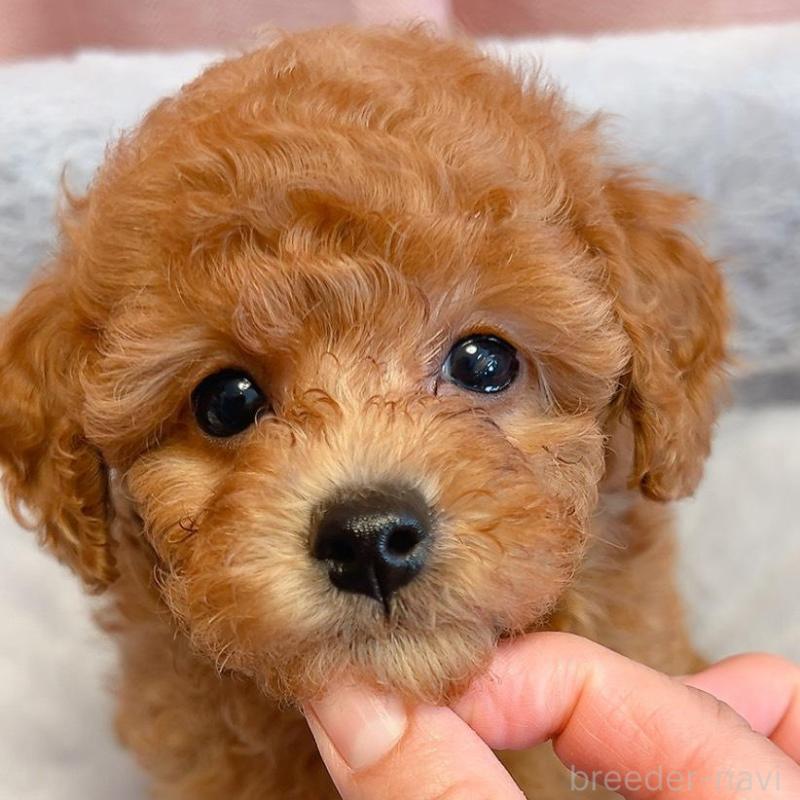 販売中の千葉県のトイプードル-430312の3枚目