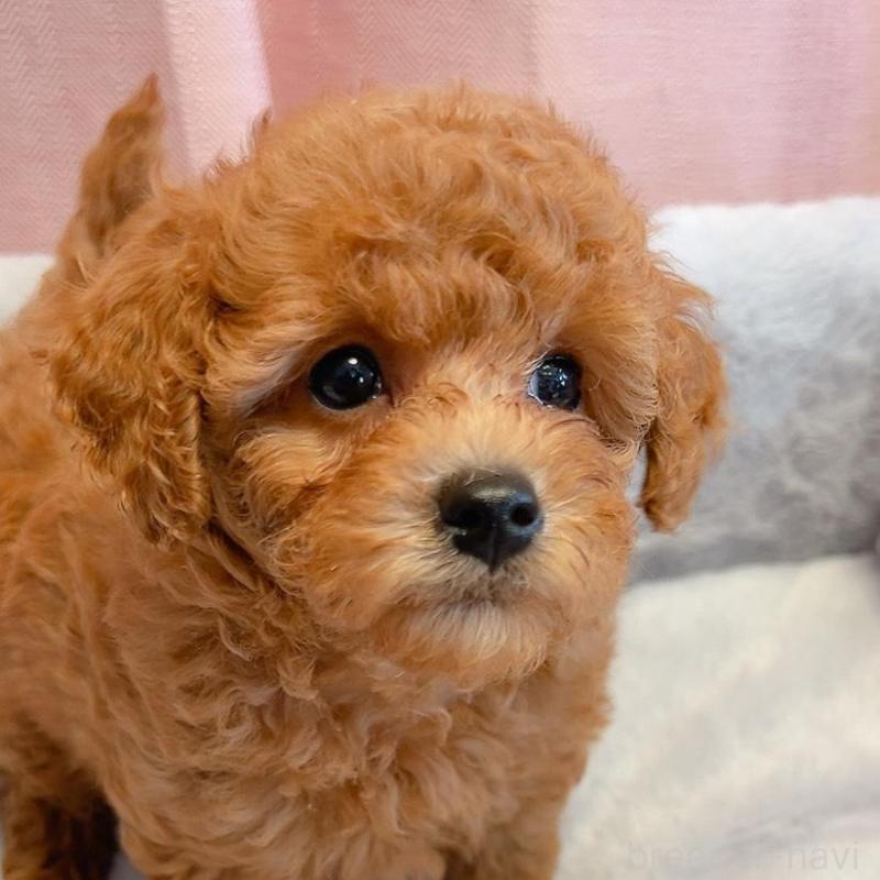 販売中の千葉県のトイプードル-430312の2枚目