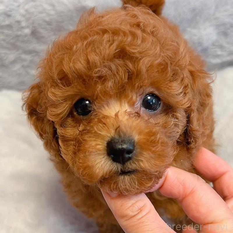 販売中の千葉県のトイプードル-430313の4枚目