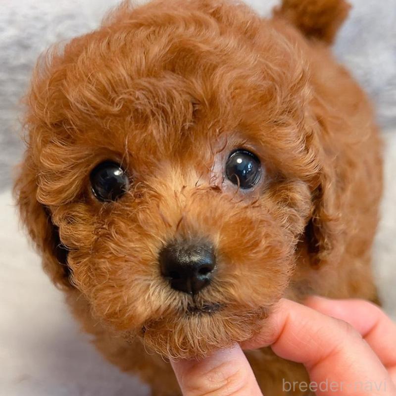 販売中の千葉県のトイプードル-430313の3枚目