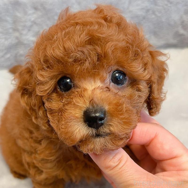 販売中の千葉県のトイプードル-430313の1枚目