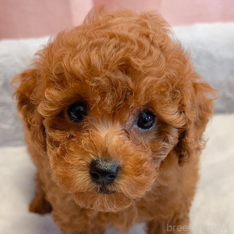 販売中の千葉県のトイプードル-430313の2枚目