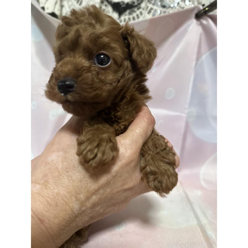 販売中の愛知県のトイプードル-430314の3枚目