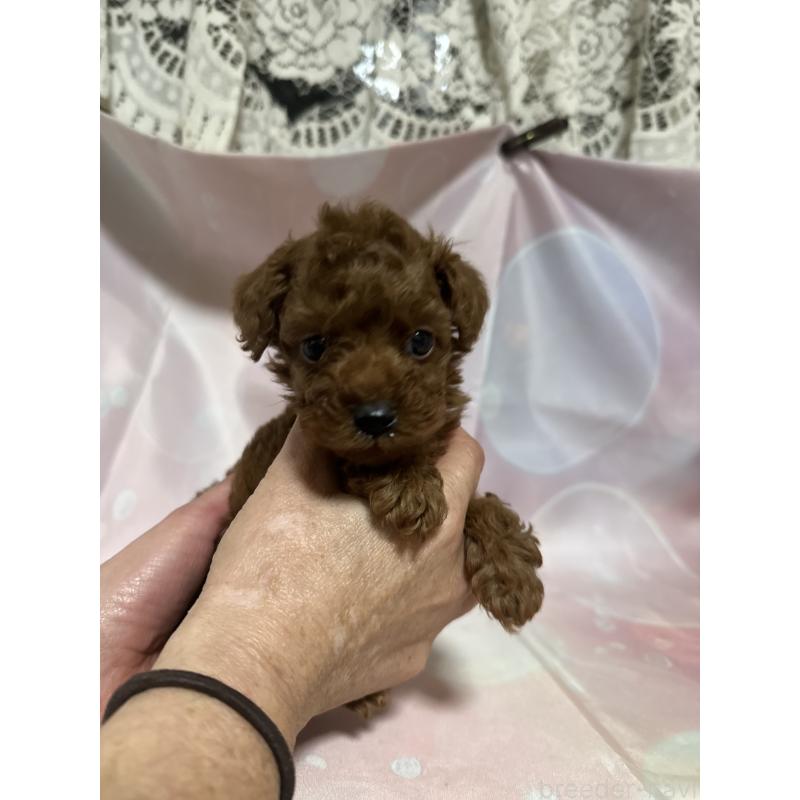 販売中の愛知県のトイプードル-430314の2枚目