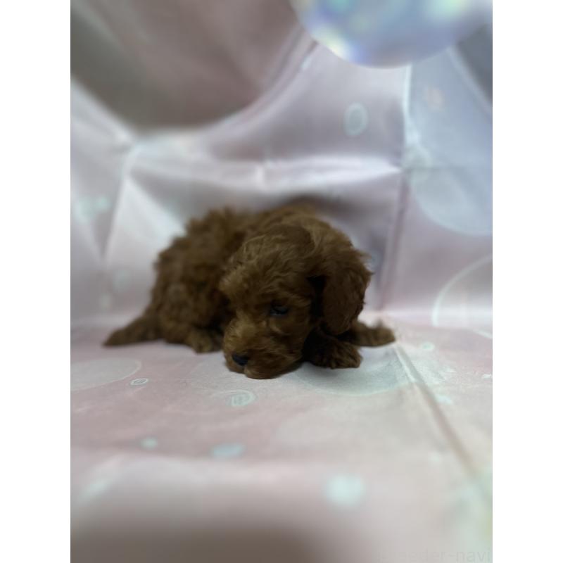 販売中の愛知県のトイプードル-430315の2枚目