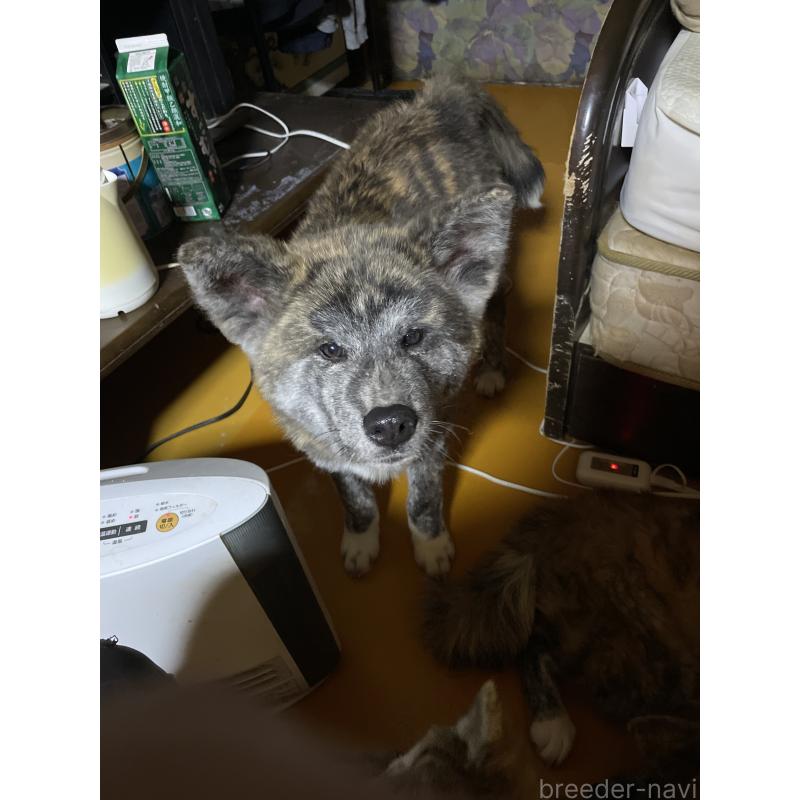 販売中の岩手県の秋田犬-403726