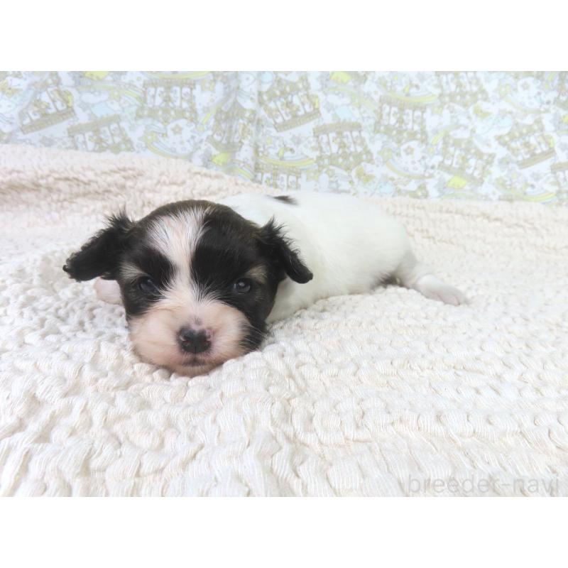 販売中の千葉県のパピヨン-430316の4枚目