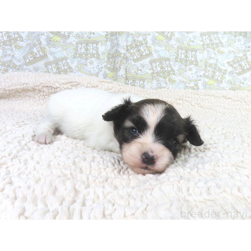 販売中の千葉県のパピヨン-430316の3枚目