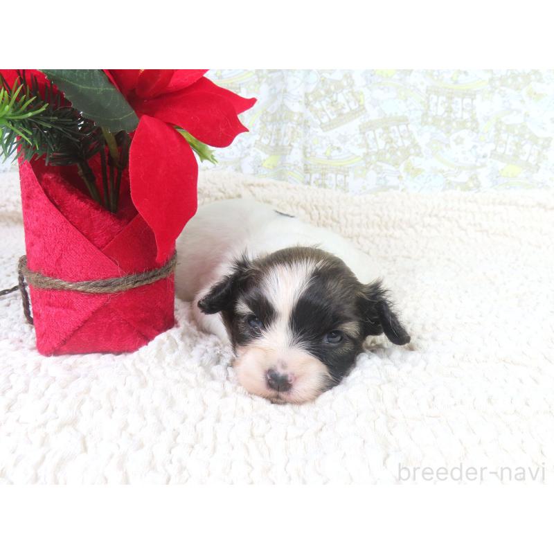 販売中の千葉県のパピヨン-430316の2枚目