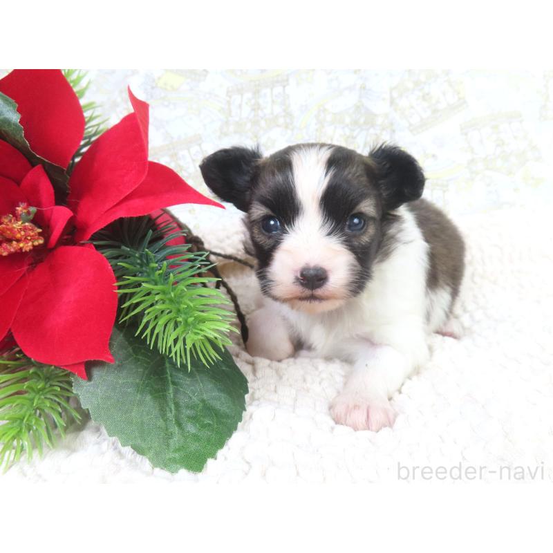 販売中の千葉県のパピヨン-430318の4枚目