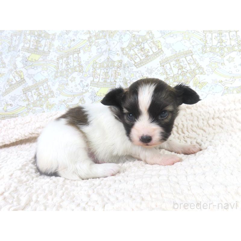 販売中の千葉県のパピヨン-430318の3枚目