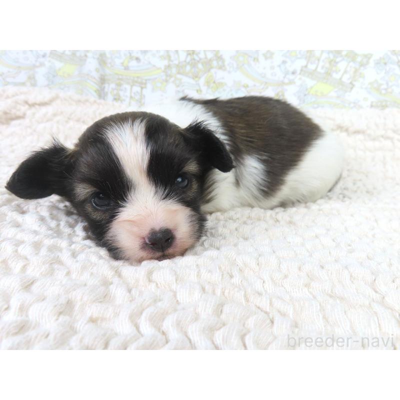 販売中の千葉県のパピヨン-430318の2枚目