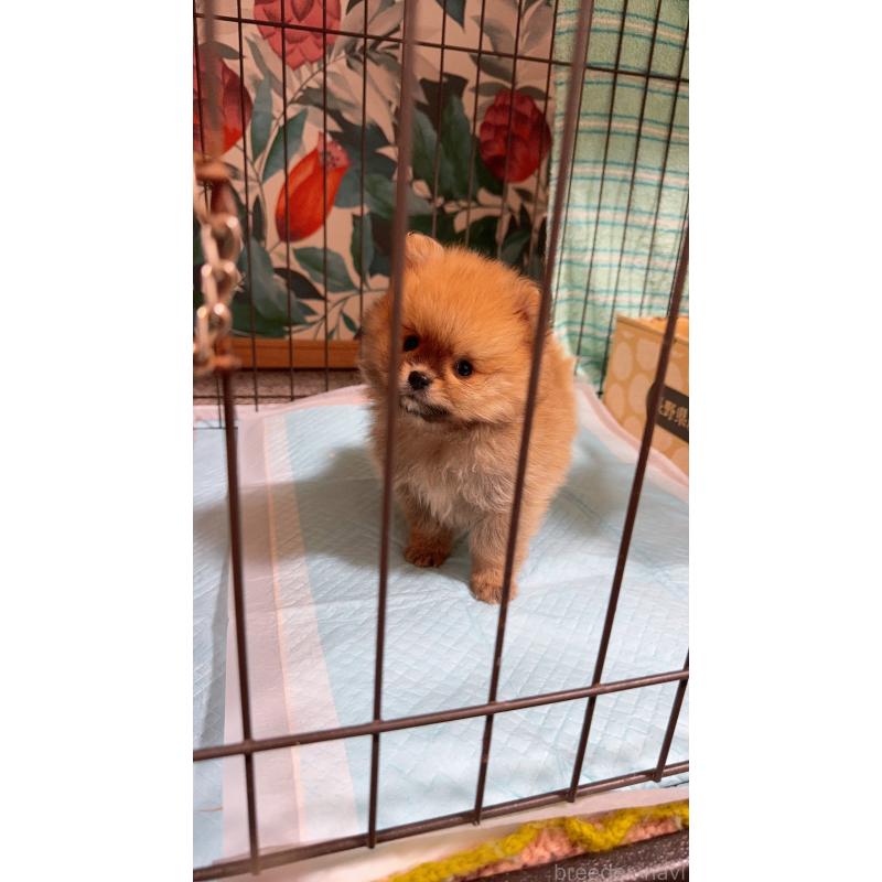 成約済の岡山県のポメラニアン-425752の8枚目