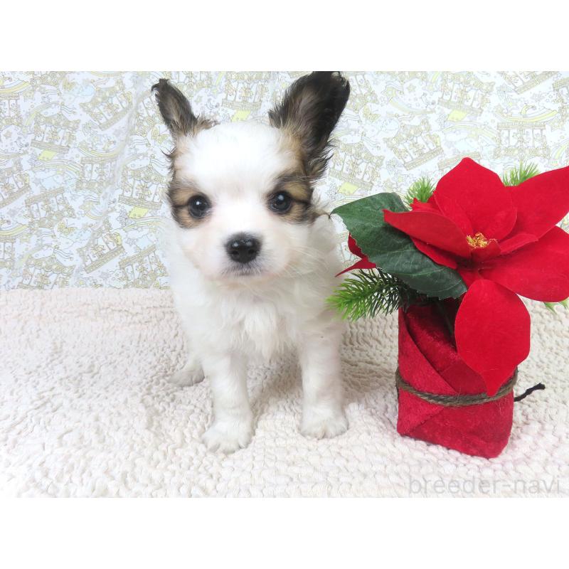 成約済の千葉県のパピヨン-425703の9枚目