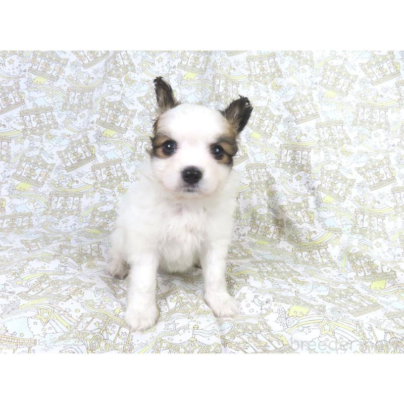 成約済の千葉県のパピヨン-425703の7枚目