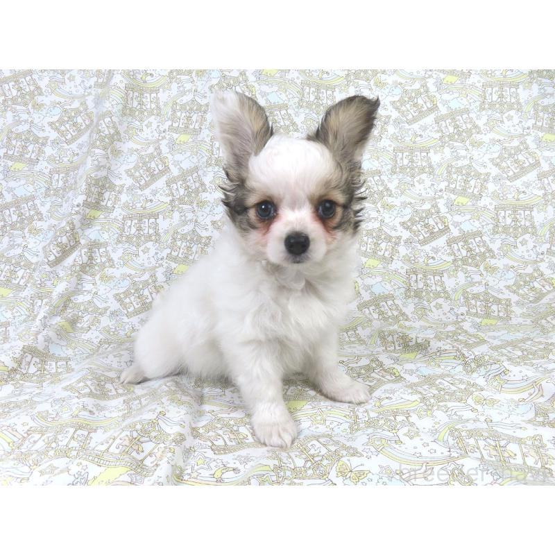 販売中の千葉県のパピヨン-423052の4枚目