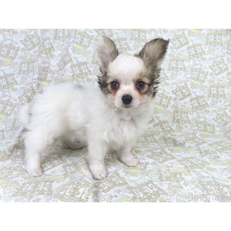 販売中の千葉県のパピヨン-423052の3枚目