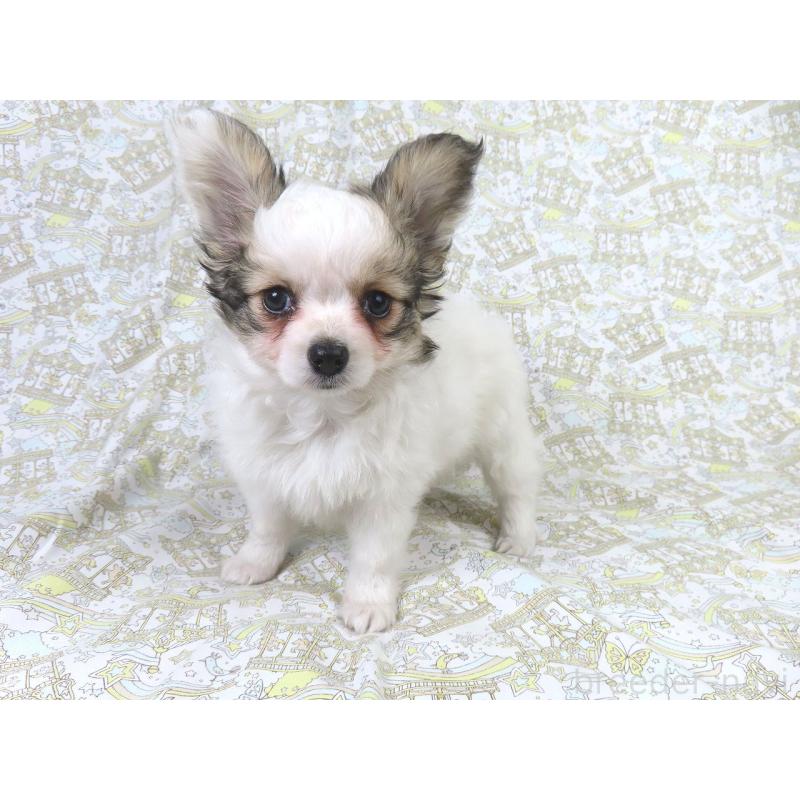 販売中の千葉県のパピヨン-423052の2枚目