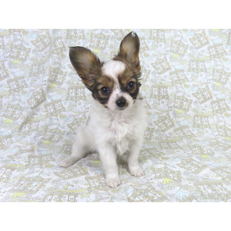 販売中の千葉県のパピヨン-423055の4枚目