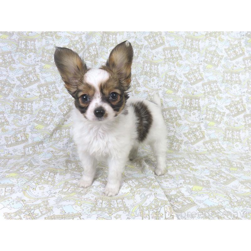 販売中の千葉県のパピヨン-423055の3枚目