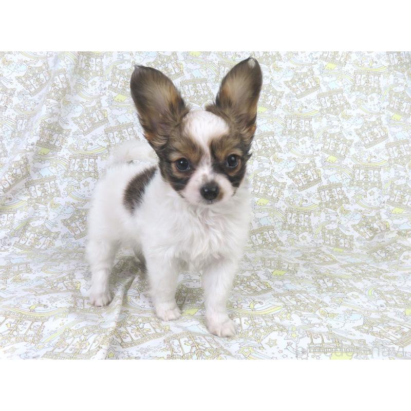 販売中の千葉県のパピヨン-423055の2枚目