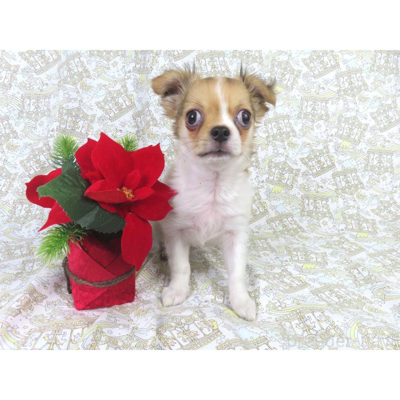 商談中の千葉県のチワワ(ロングコート)-418420の16枚目