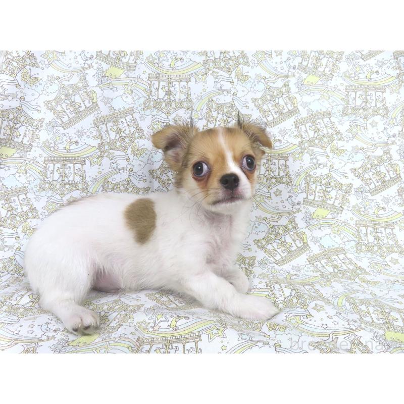 商談中の千葉県のチワワ(ロングコート)-418420の15枚目