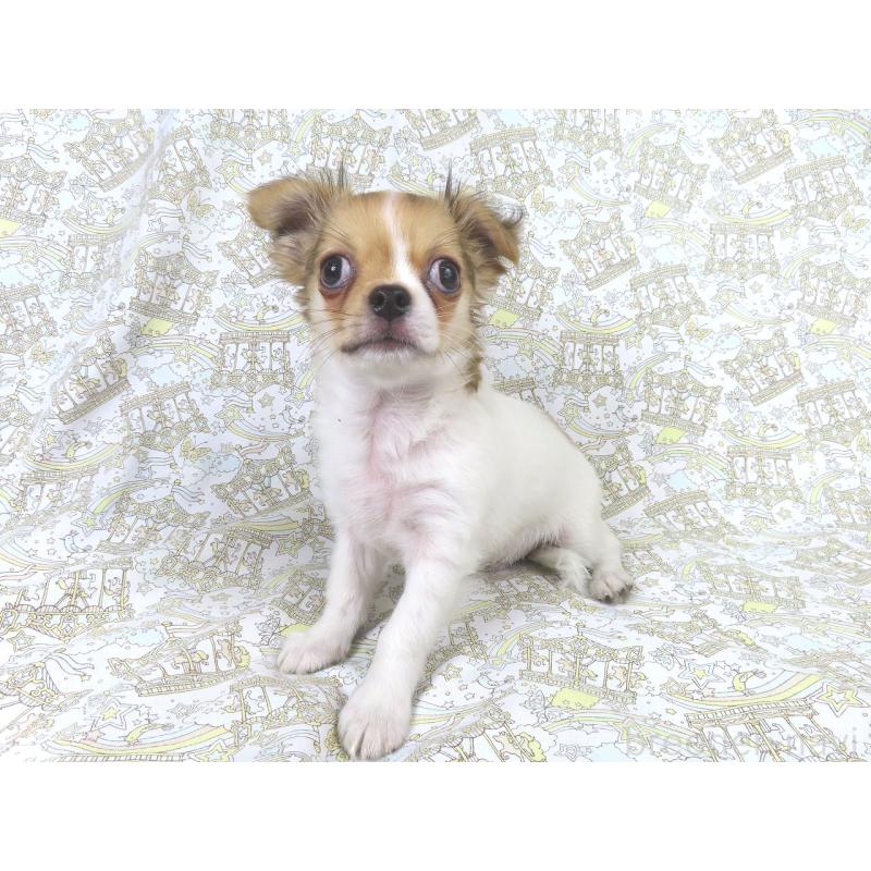 商談中の千葉県のチワワ(ロングコート)-418420の14枚目