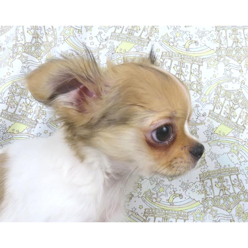 商談中の千葉県のチワワ(ロングコート)-418420の13枚目