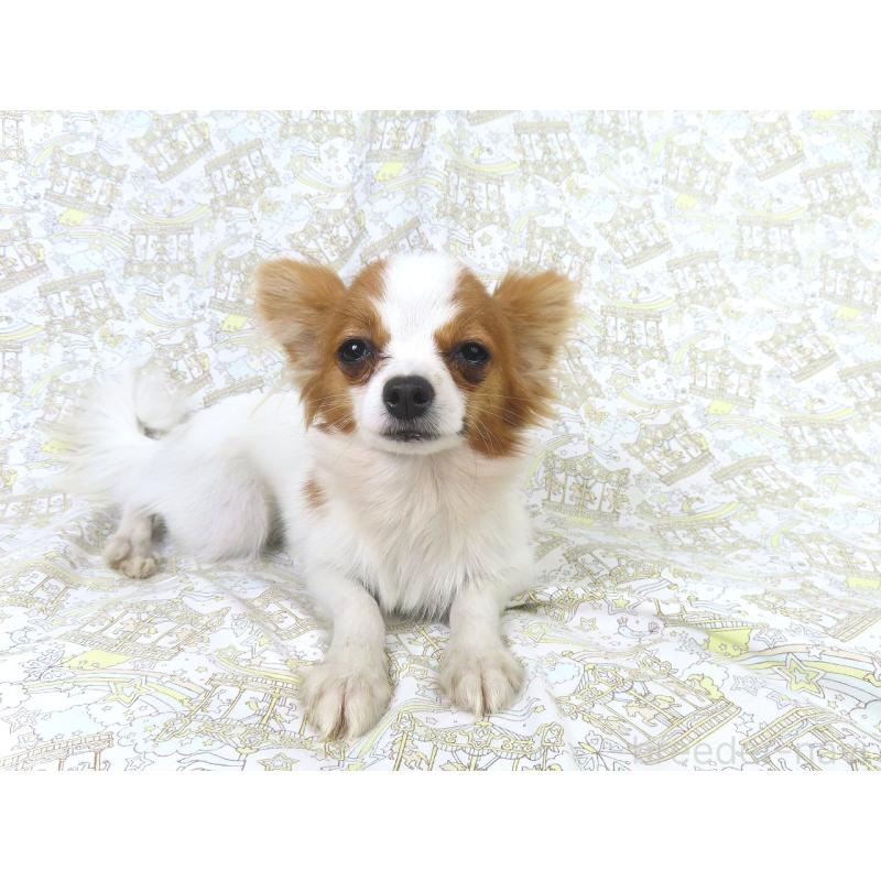 成約済の千葉県のパピヨン-417946の3枚目