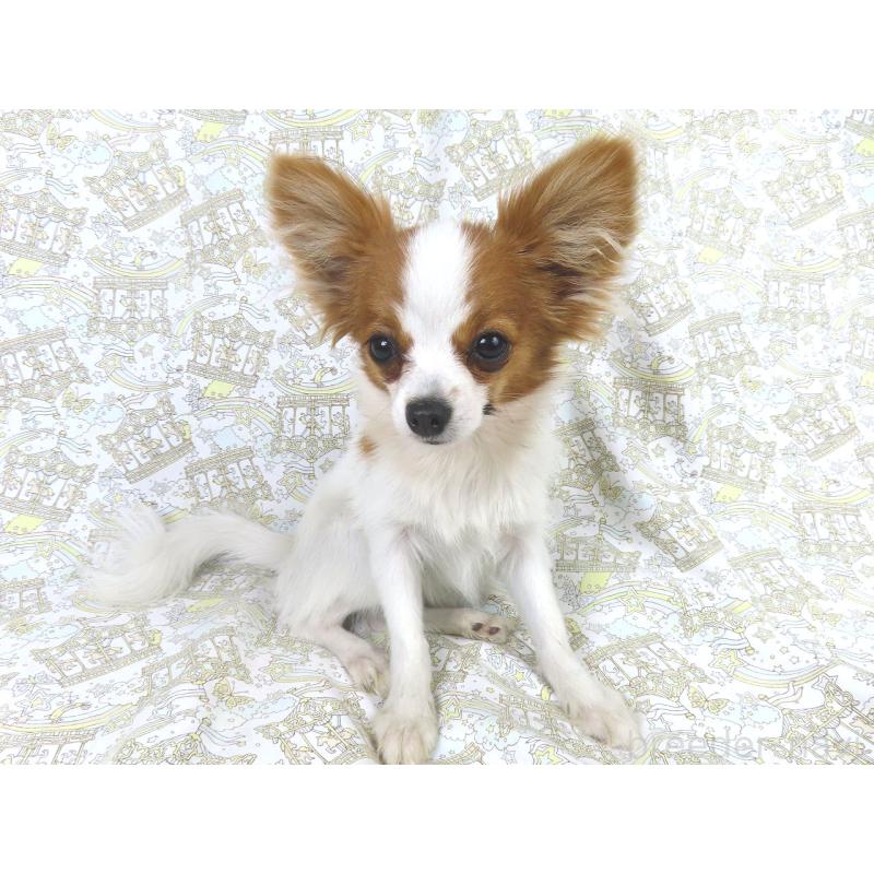 成約済の千葉県のパピヨン-417946の2枚目