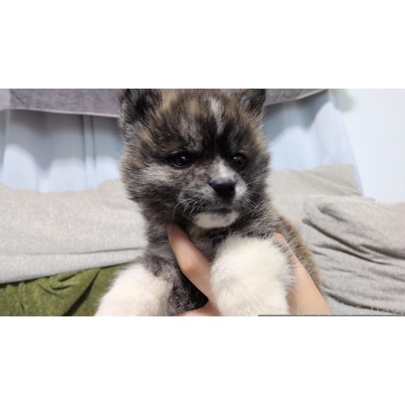 販売中の茨城県の秋田犬-430322の10枚目