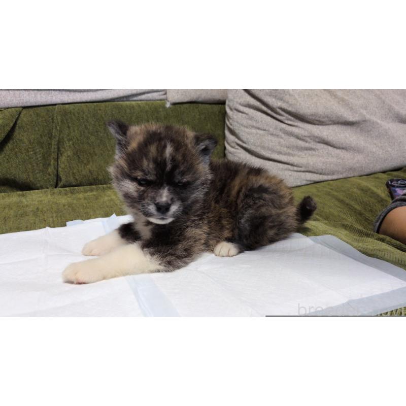 販売中の茨城県の秋田犬-430322の9枚目