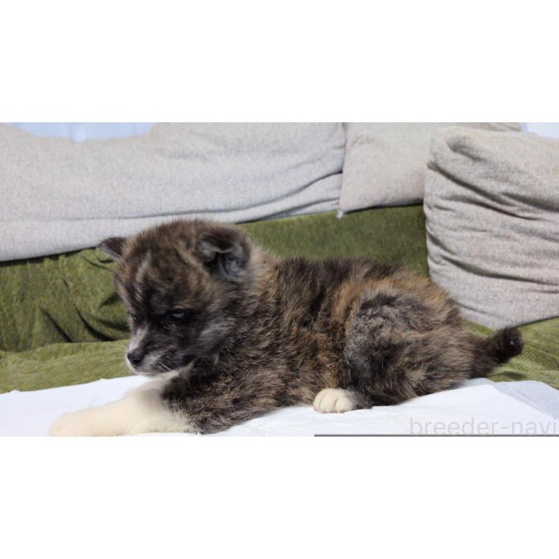 販売中の茨城県の秋田犬-430322の8枚目