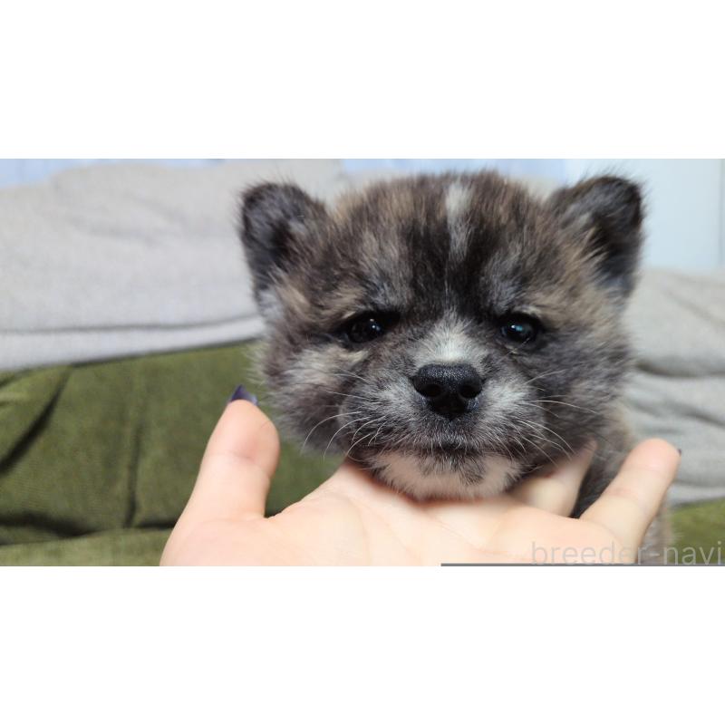 販売中の茨城県の秋田犬-430322の6枚目