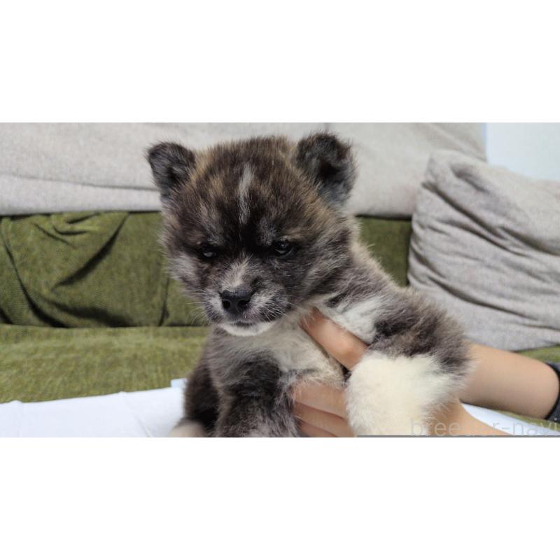 販売中の茨城県の秋田犬-430322の2枚目