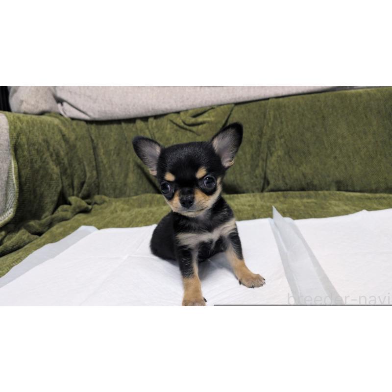 販売中の茨城県のチワワ(スムースコート)-430323の7枚目