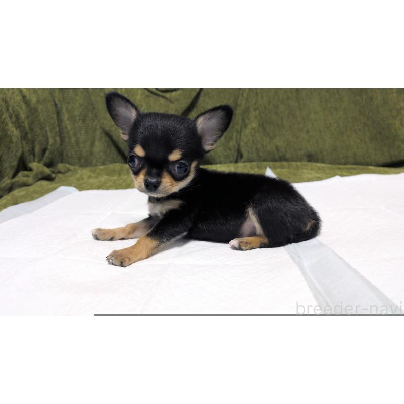 販売中の茨城県のチワワ(スムースコート)-430323の6枚目