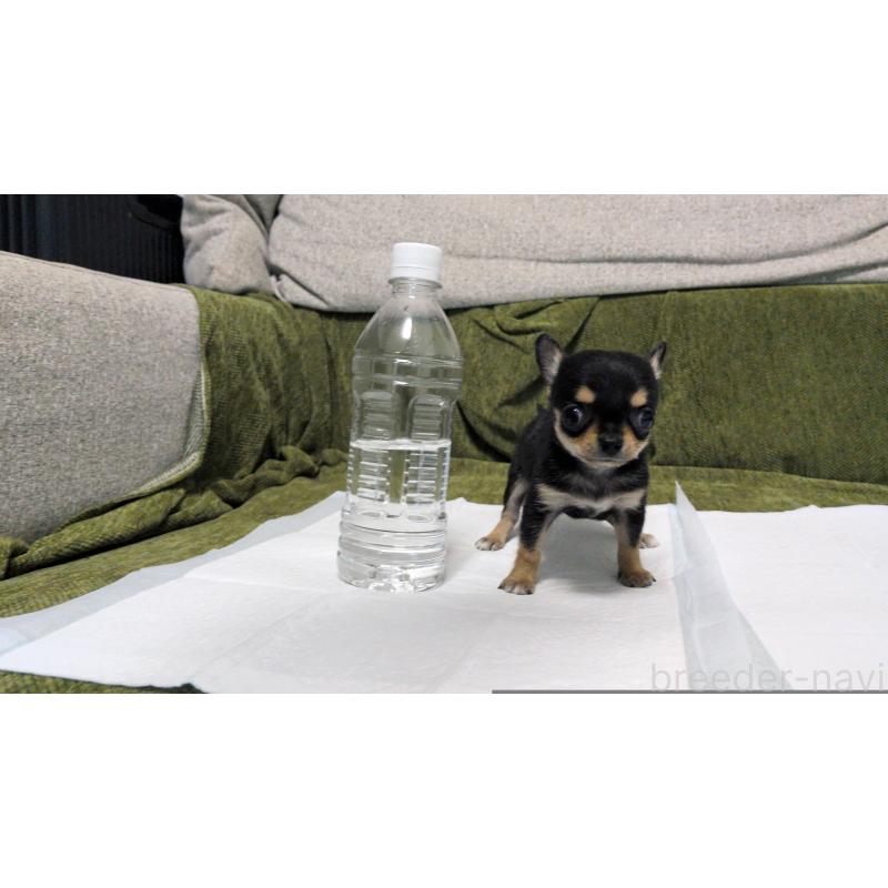 販売中の茨城県のチワワ(スムースコート)-430323の5枚目